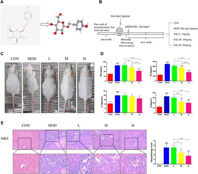 Salidroside alleviates cholestasis-induced liver fibrosis by inhibiting hepatic stellate cells via activation of the PI3K/AKT/GSK-3β signaling pathway and regulating intestinal flora distribution